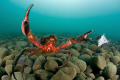   Kelp crabs defending their meal.Seattle WA U.S.A. meal. meal USA  